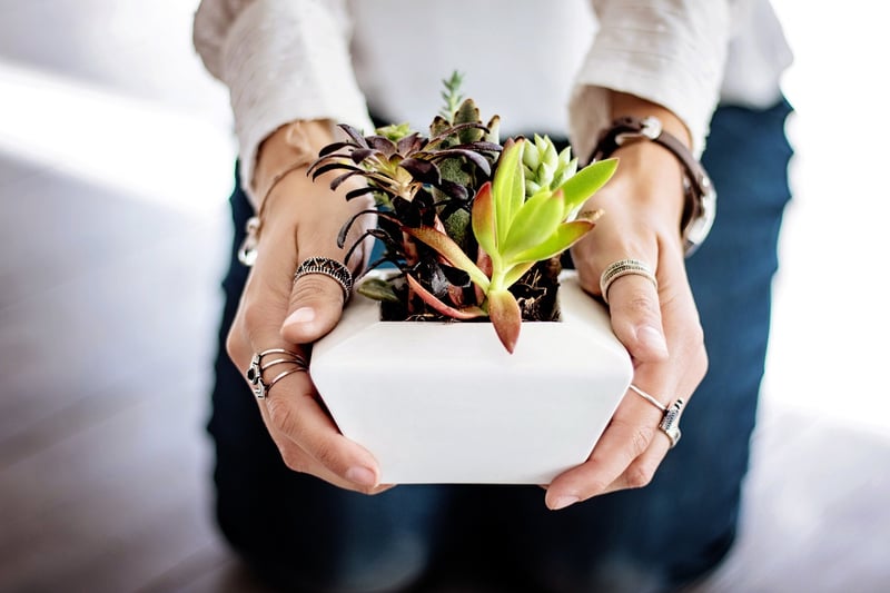 Watering Plants