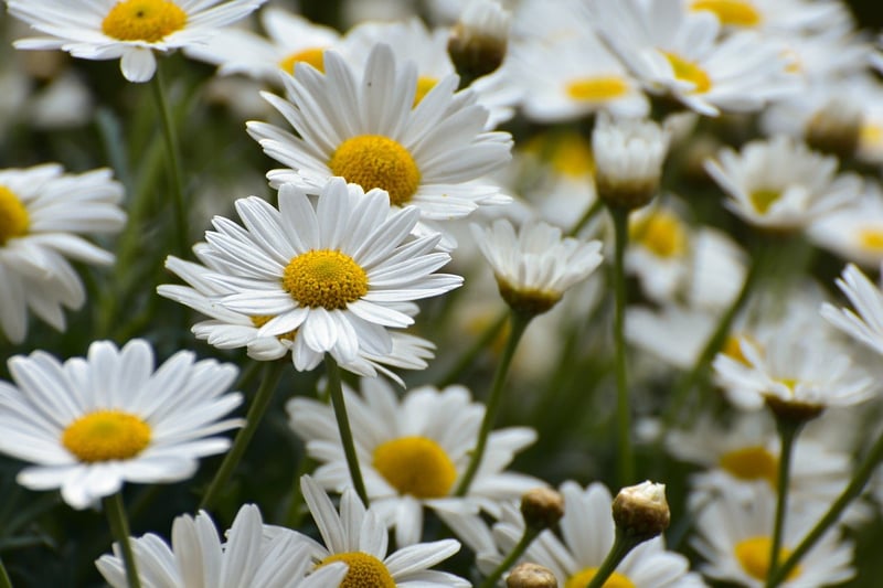 Summer Garden