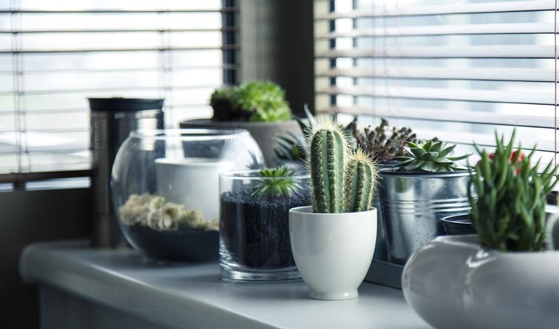 Succulent Plant