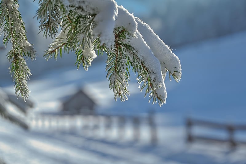 Winter Garden